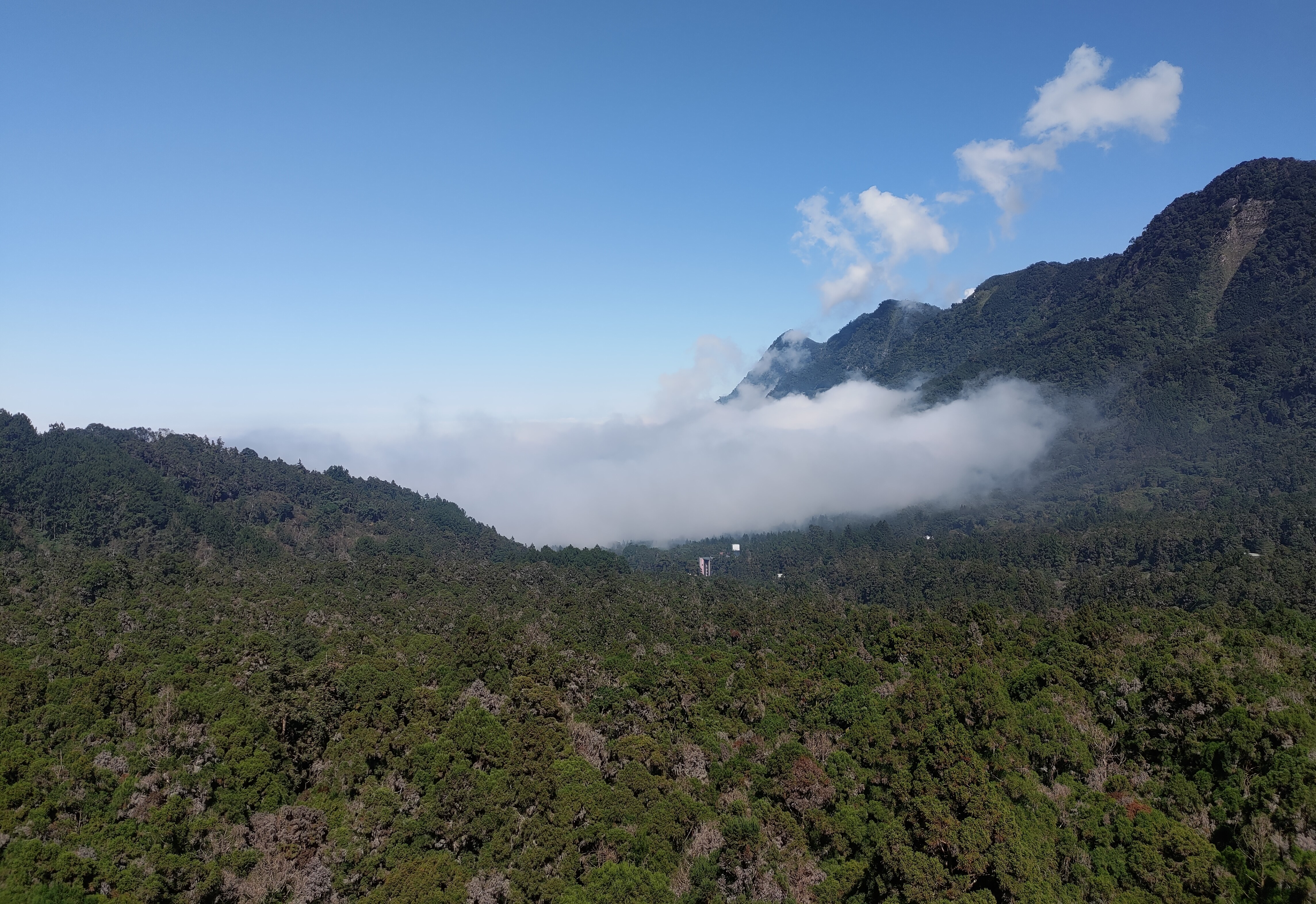 Leveraging Edge AI to Preserve the Cloud Forest